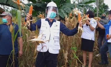 Lumentut Tinjau Langsung Hasil Panen Program Ba Kobong Lumentut Tinjau Langsung Hasil Panen Program Ba Kobong