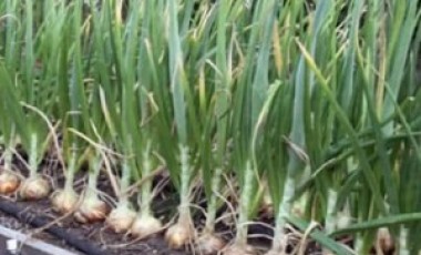 Distanak Kembangkan 17,5 Ton Benih Bawang Putih Distanak Kembangkan 17,5 Ton Benih Bawang Putih